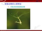 第5单元 第1章 第1节 腔肠动物和扁形动物PPT课件
