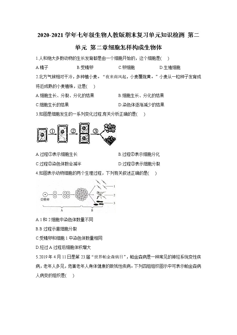 2020-2021学年七年级上册生物人教版期末复习单元知识检测 第二单元 第二章细胞怎样构成生物体01
