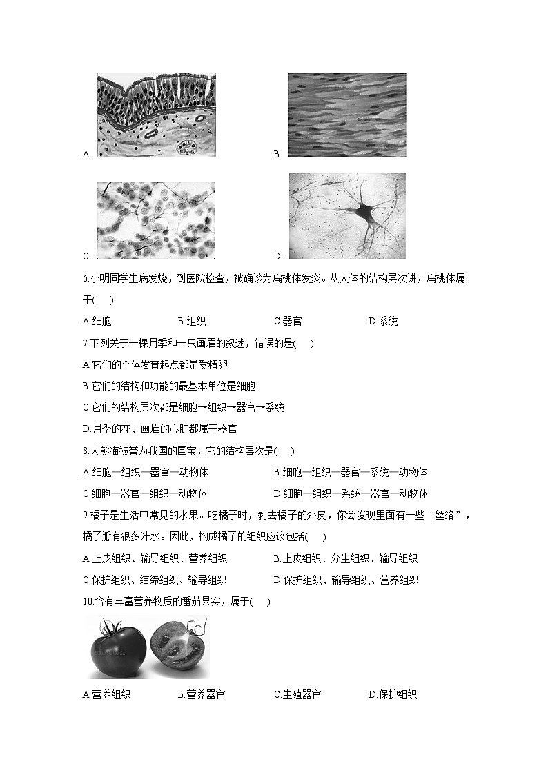 2020-2021学年七年级上册生物人教版期末复习单元知识检测 第二单元 第二章细胞怎样构成生物体02