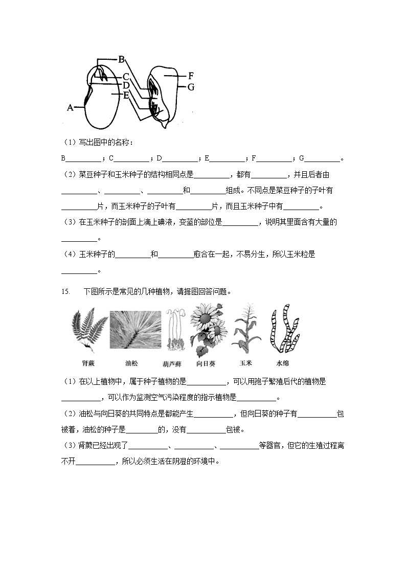 2020-2021学年七年级上册生物人教版期末复习单元知识检测 第三单元 第一章生物圈中有哪些绿色植物第3页