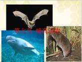 人教版生物八年级上册第五单元5.1.7  哺乳动物 课件ppt