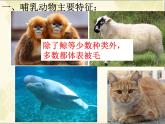 人教版生物八年级上册第五单元5.1.7  哺乳动物 课件ppt