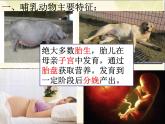 人教版生物八年级上册第五单元5.1.7  哺乳动物 课件ppt