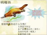 人教版生物八年级上册第五单元5.1.7  哺乳动物 课件ppt
