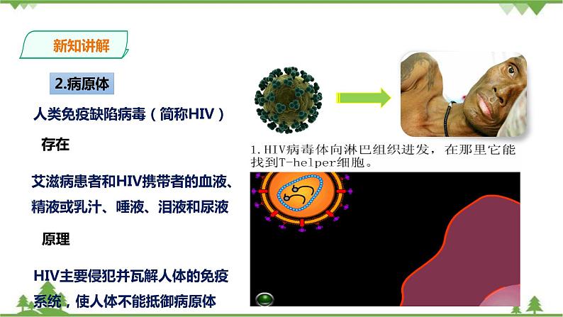 冀教版生物七下2.6.3艾滋病的发生与流行（课件+教案+练习+视频）05