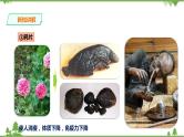 冀教版生物七下2.6.4珍爱生命 拒绝毒品（课件+教案+练习+视频）