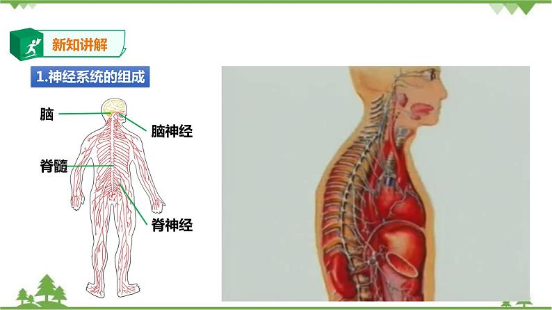 4.2 信息的传递（课件+教案+练习+视频）03