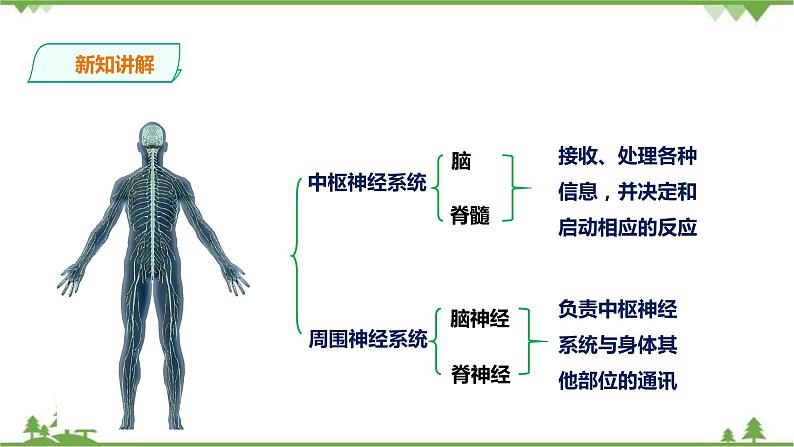 4.2 信息的传递（课件+教案+练习+视频）04