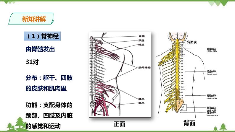 4.2 信息的传递（课件+教案+练习+视频）06