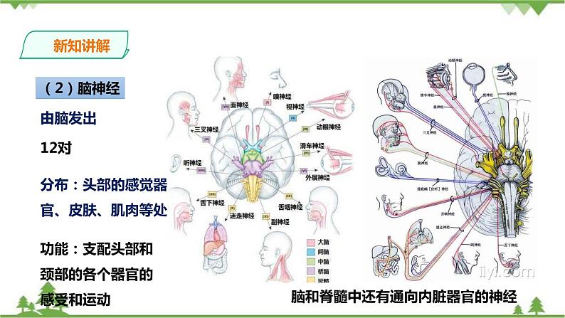 4.2 信息的传递（课件+教案+练习+视频）07