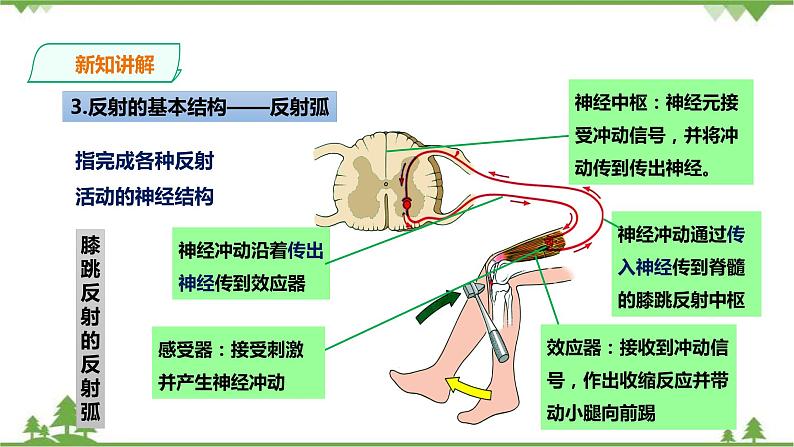 冀教版生物七下2.4.3 信息的处理 第1课时（课件+教案+练习+视频）07