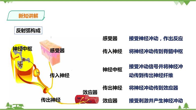 冀教版生物七下2.4.3 信息的处理 第1课时（课件+教案+练习+视频）08