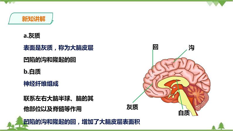 冀教版生物七下2.4.3信息的处理 第2课时（课件+教案+练习+视频）06