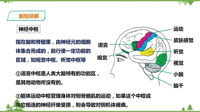 冀教版生物七下2.4.3信息的处理 第2课时（课件+教案+练习+视频）08