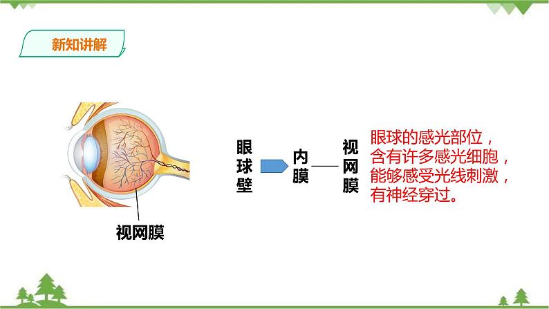 冀教版生物七下2.4.1信息的获取（1）（课件+教案+练习+视频）08