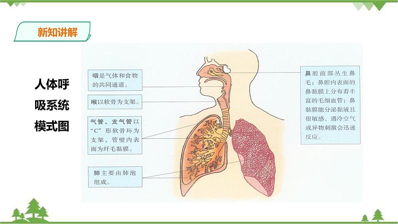 冀教版生物七下2.3.1呼吸（1）（课件+教案+练习+视频）06