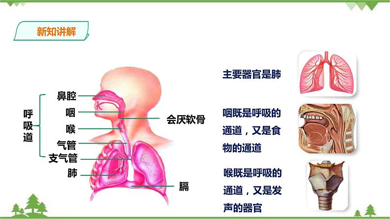 冀教版生物七下2.3.1呼吸（1）（课件+教案+练习+视频）07