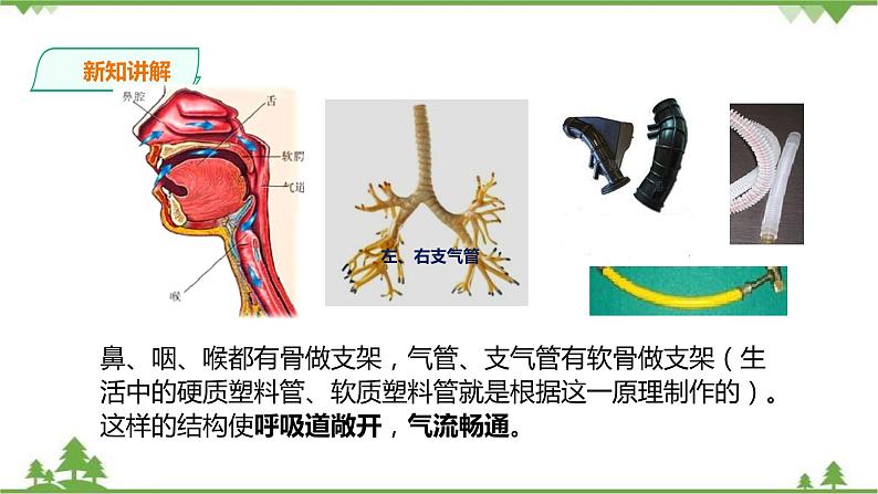 冀教版生物七下2.3.1呼吸（1）（课件+教案+练习+视频）08
