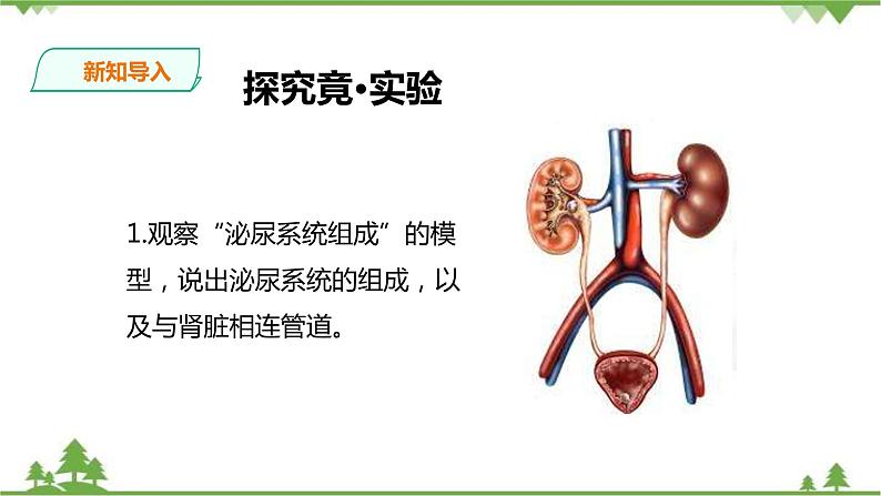 冀教版生物七下2.3.2排泄（1）（课件+教案+练习）03