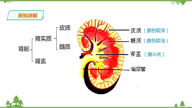 冀教版生物七下2.3.2排泄（1）（课件+教案+练习）06