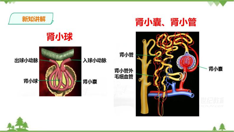 冀教版生物七下2.3.2排泄(1)(课件 教案 练习)010