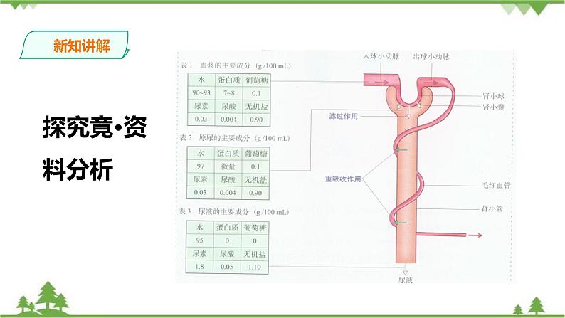 冀教版生物七下2.3.2排泄（2）（课件+教案+练习）04