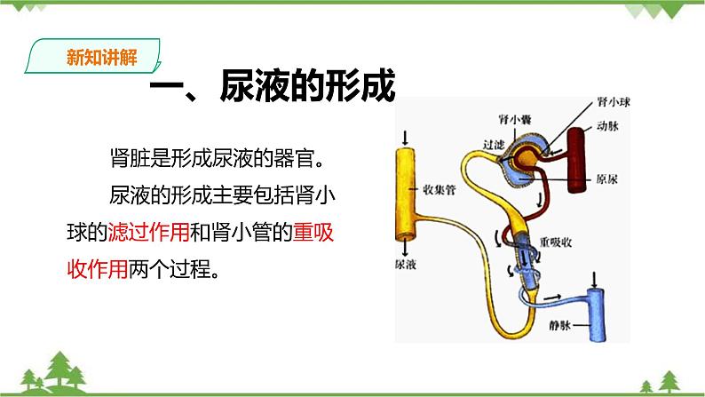 冀教版生物七下2.3.2排泄（2）（课件+教案+练习）07