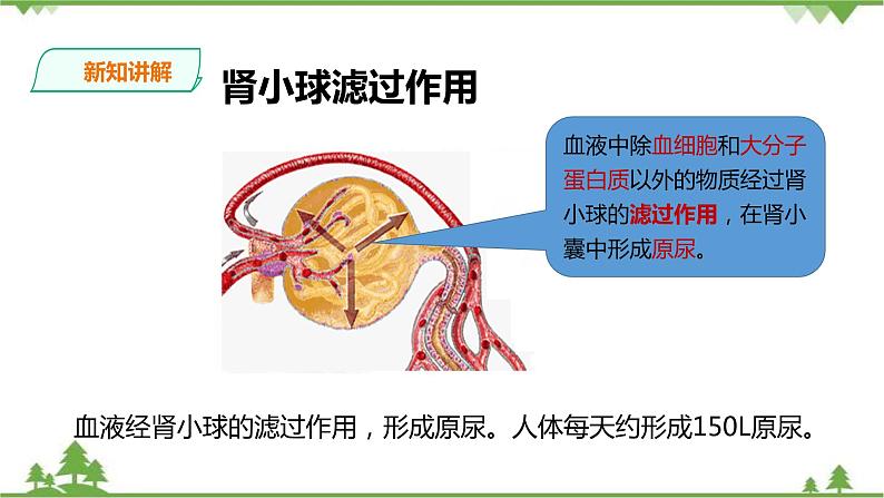 冀教版生物七下2.3.2排泄（2）（课件+教案+练习）08