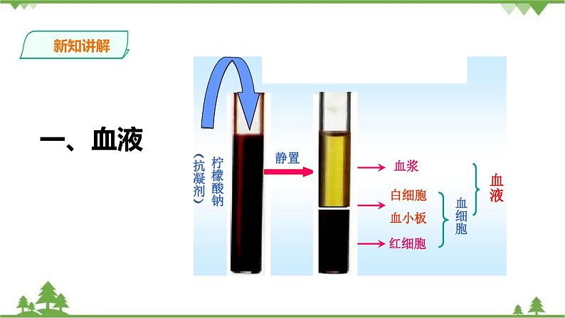 冀教版生物七下2.2.1 物质运输的载体（1）（课件+教案+练习+视频）04