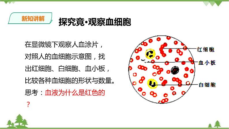 冀教版生物七下2.2.1 物质运输的载体（1）（课件+教案+练习+视频）06
