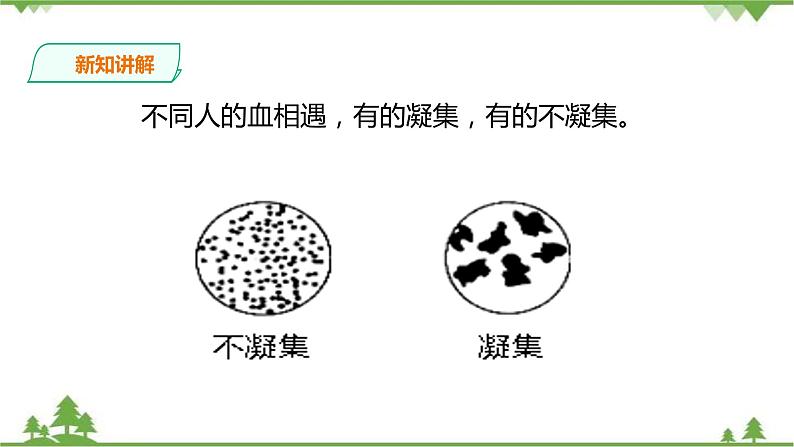 冀教版生物七下2.2.1 物质运输的载体（2）（课件+教案+练习+视频）06