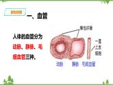 冀教版生物七下2.2.2 物质运输的器官（1）（课件+教案+练习+视频）