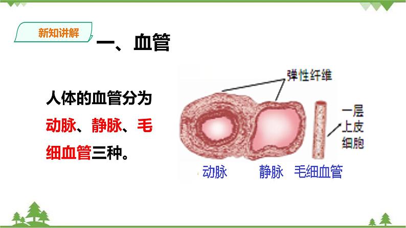 冀教版生物七下2.2.2 物质运输的器官（1）（课件+教案+练习+视频）03