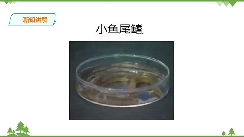 冀教版生物七下2.2.2 物质运输的器官（1）（课件+教案+练习+视频）08