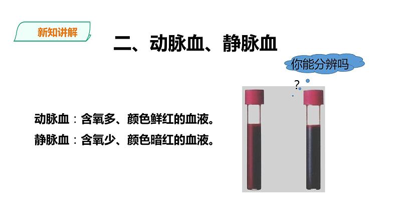 冀教版生物七下2.2.3 物质运输的路线（课件+教案+练习+视频）06