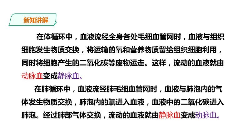 冀教版生物七下2.2.3 物质运输的路线（课件+教案+练习+视频）07