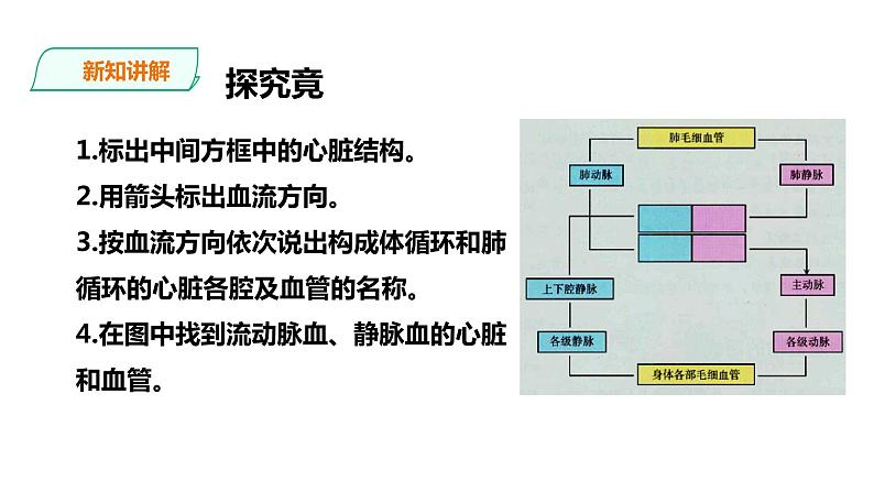 冀教版生物七下2.2.3 物质运输的路线（课件+教案+练习+视频）08