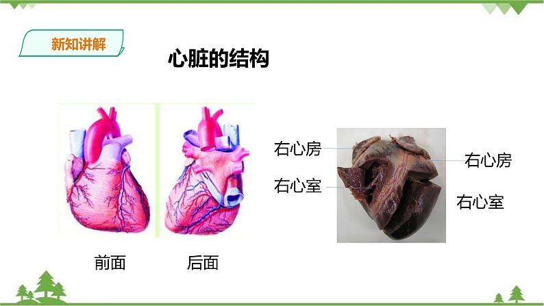 冀教版生物七下2.2.2物质运输的器官（2）（课件+教案+练习+视频）06