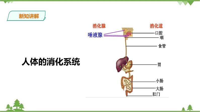 冀教版生物七下2.1.2 食物的消化（第一课时）课件+教案+练习04