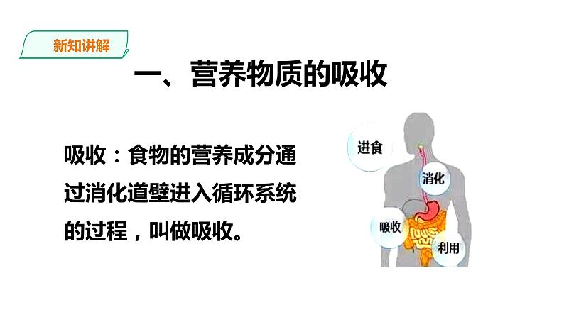冀教版生物七下2.1.3 营养物质的吸收和利用（课件+教案+练习）04