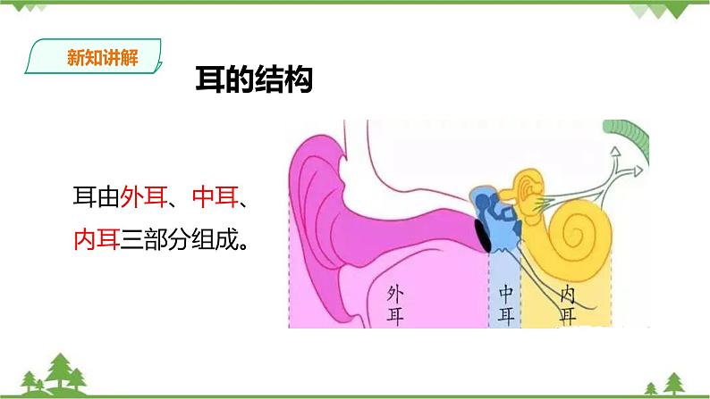 冀教版生物七下2.4.1信息的获取（2）（课件+教案+练习+视频）05