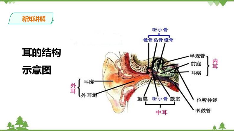 冀教版生物七下2.4.1信息的获取（2）（课件+教案+练习+视频）06