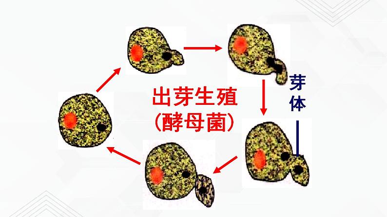 苏教版生物八年级下册 生物的无性生殖 课件PPT04