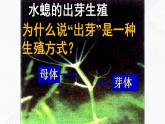 苏教版生物八年级下册 生物的无性生殖 课件PPT