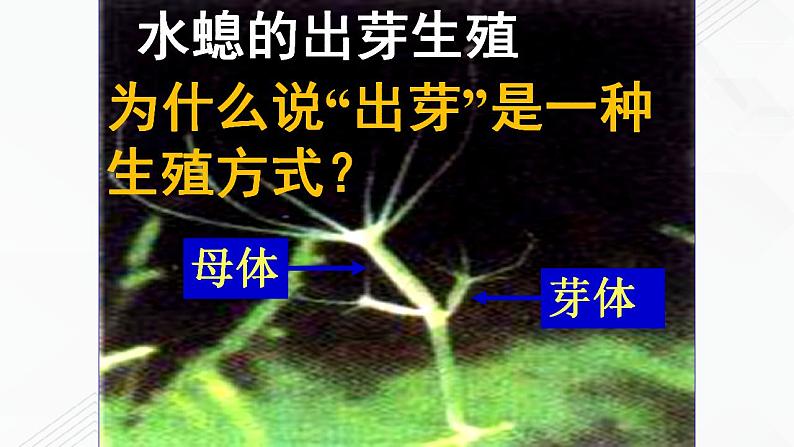 苏教版生物八年级下册 生物的无性生殖 课件PPT05