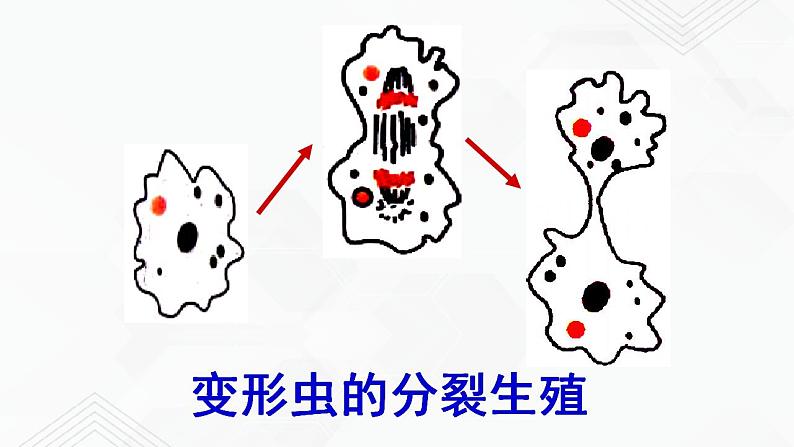 苏教版生物八年级下册 生物的无性生殖 课件PPT07