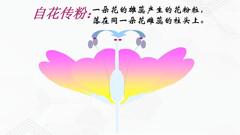 苏教版生物八年级下册 生物的有性生殖 课件PPT06