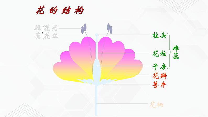 苏教版生物八年级下册 生物的有性生殖 课件PPT08