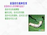 苏教版生物八年级下册 昆虫的生殖与发育 课件PPT