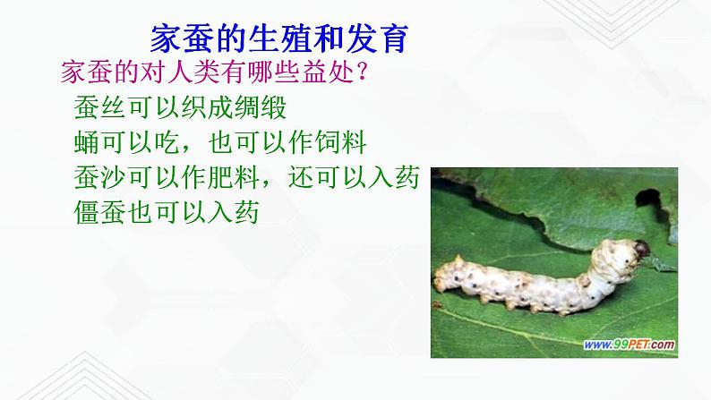 苏教版生物八年级下册 昆虫的生殖与发育 课件PPT03